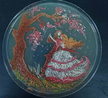Glass Bottom Petri Dish